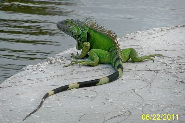 rong iguana
